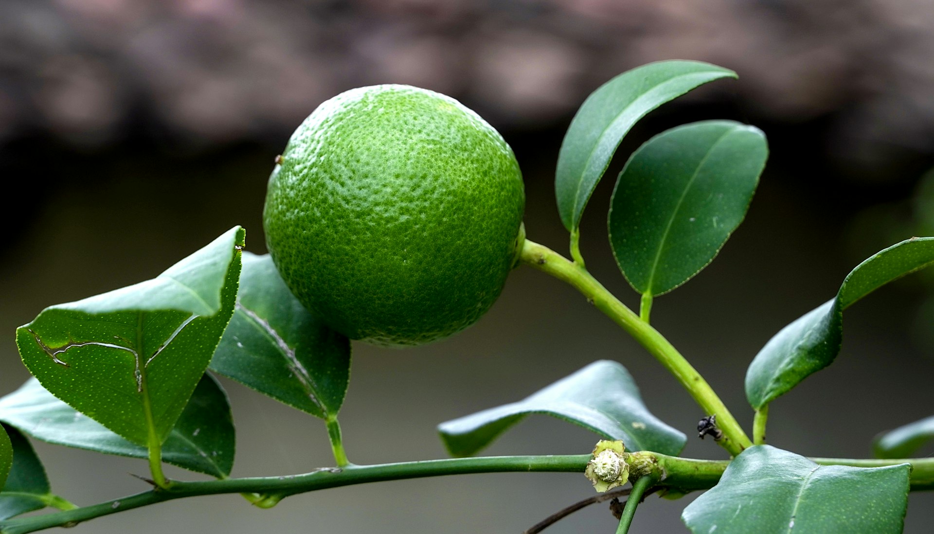 green round fruit with white flower